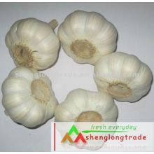 Normal and Pure White Garlic